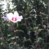 ムクゲ20240905