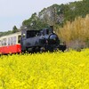 小湊鉄道と菜の花を撮る　①午前編