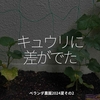 2401食目「キュウリに差がでた」ベランダ農園2024夏その2