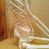 腰が落ちているのではなく