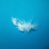 白い羽は天使のサイン♪