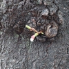 播磨坂 桜の開花状況(2021年3月12日)