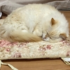 オンラインレッスンのお供に　猫ちゃんを