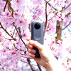 【写真】大阪の桜の名所「狭山池公園」