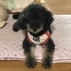 くーちゃん１２歳のお誕生日♪　8月8日（2020）