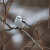 雪の季節のシマエナガさんを。