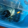 実家に一時預け中の金魚 水質良し
