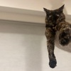 ちょっといもうとちゃんってばっ。