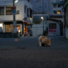 地元住宅街のねこさん