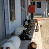 玄海諸島のねこさん