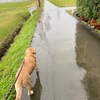 また雨・・・・・