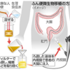 018【便移植から腸内細菌を考える】