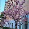 今日のhpoto・河津桜と枝垂れ白梅