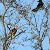 カラスに挟み撃ちにされるオオタカ