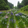 花しょうぶ 見ごろです！！