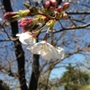 桜を探す