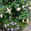 西宮市オリジナル植物エンジェルス・イヤリング