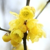 寒波！春の花&#10048;元気な鳥さんたち⌒(ё)⌒