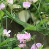 庭の花　スィートピー