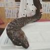 デカウツボご来店(･ω･)ﾉ