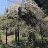 ４月１１日（火）最後になるか坂下の糸桜を見て来た、