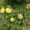 庭は全て順調♪畑は荒野♪