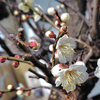 眼科へ〜庭の梅の花