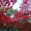 大徳寺 塔頭めぐり(1)　紅葉の高桐院　京都紫野