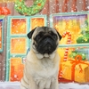 パグののりたま君
