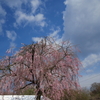 鶏舎の桜