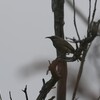 雨のギンミミミツスイ(Dark-brown Honeyeater)