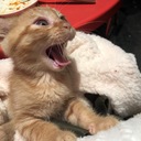 チャチャとお散歩日和