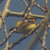 2016年春の干潟の野鳥観察