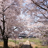 長野電鉄村山付近の桜が見頃