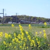 阪和線　桜も終わりかけなので・・・。