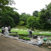 花壇に花の苗を定植