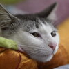 今年の目標は「きーぷくりーん」