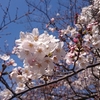 桜♪