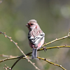 ニコンZ5で野鳥撮影