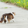 野良猫の衣替え