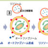 オートファジーから見る「食」