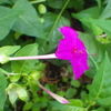 【植物の花の写真】オシロイバナ；　オシロイナバ科　2018年9月1日（土）鹿児島市