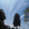 「思考しなくなれば、進歩も止まる。一流とは、より多くの疑問を抱き失敗を糧に課題に向って真摯に努力し続けられる人間のことをいう。・・」　野村 克也
