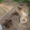 生姜と里芋はコンパニオンプランツ　これで暖まって　Ginger and taro are companion plants.