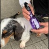 犬の皮膚と人間の皮膚の違い