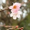 平野神社の十月桜