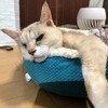 本日休業（猫、旅立ちました）