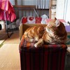 二匹の猫、梅雨時の小ネタ話