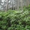 2019年6月23日(日)　[大峰]稲村ヶ岳は、コアジサイとサラサドウダンが見頃！
