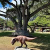 クアロア・ランチ✨ジュラシックアドベンチャー好きにはたまらない🦕ロケ地ツアー⭐️